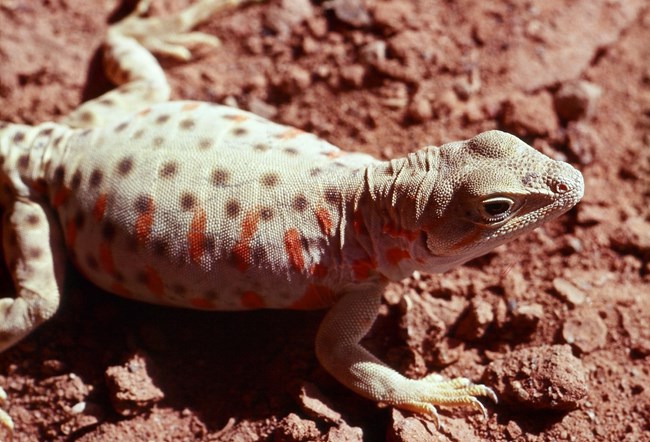 Light gray lizard with brown dots on entire body and bright orange elongated blotches on sides in red dirt