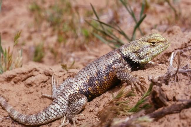 Mostly gray lizard with prominent scales, a yellowish head, and orange and black on its side. The lizard is laying in the sand among sparse small green vegetation.
