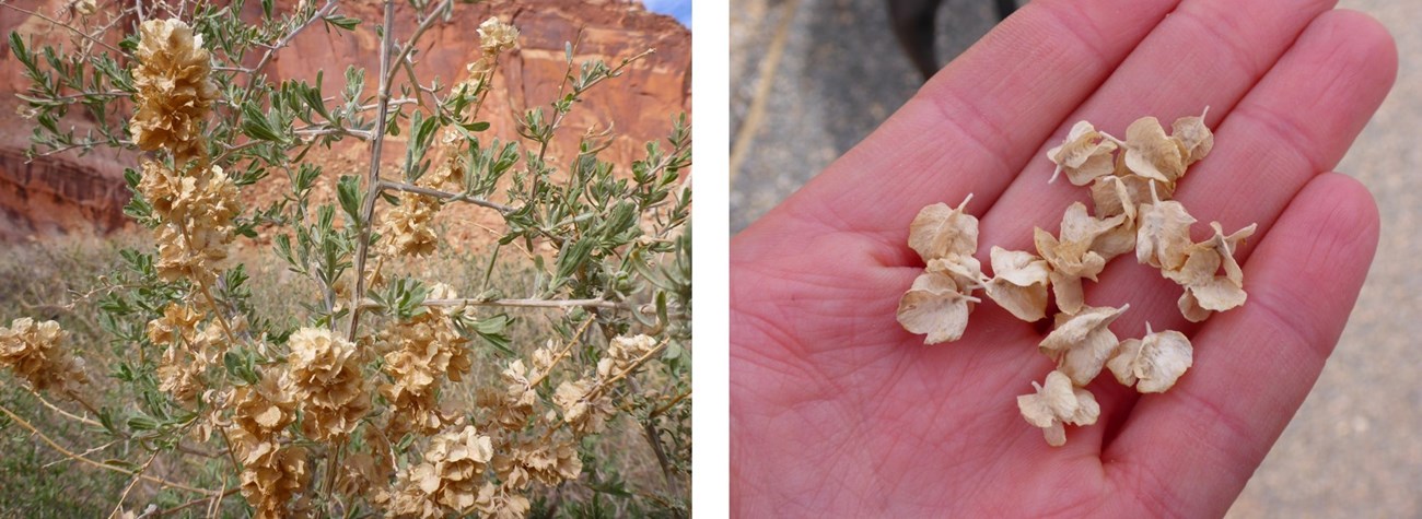 Two photos: 1: Spindly shrub with narrow green leaves and tan colored clusters of seeds on stalks. 2: Seeds with four "wings" around central seed in a hand.