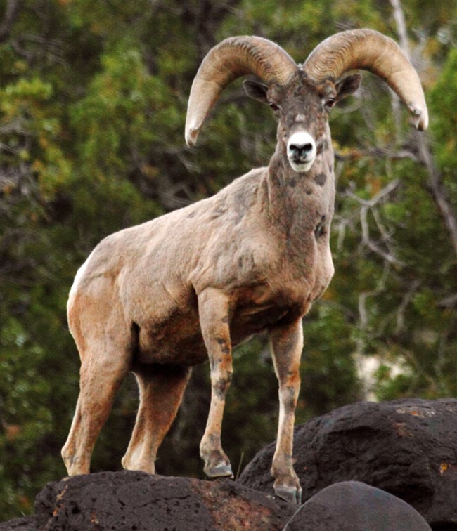 Bighorn sheep with large curved horns