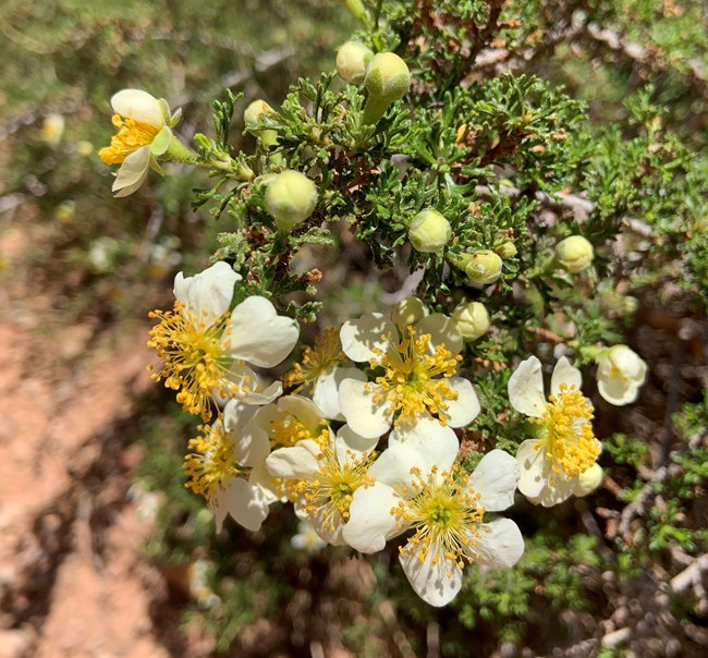 Several 5-petaled pale yellow flowers on a green shrub.