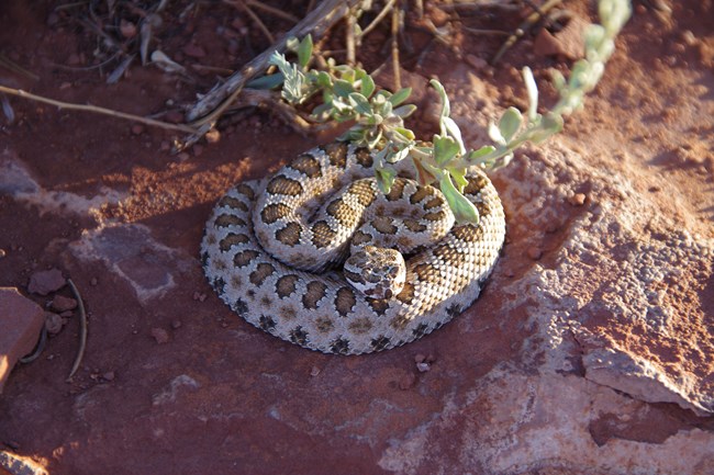 Coiled snake with tan body with distinct brown blotches down the middle of its back and fainter blotches along its side