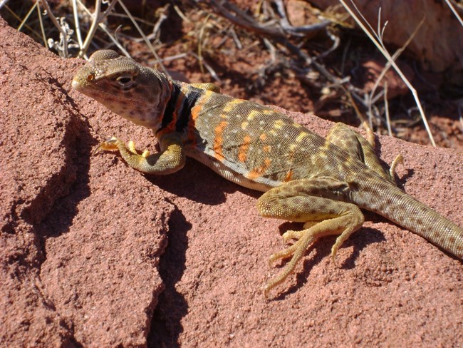Brown to olive green lizard with two black rings around neck, lightly spotted legs and tail, and bright orange to yellow elongated blotches on sides and back