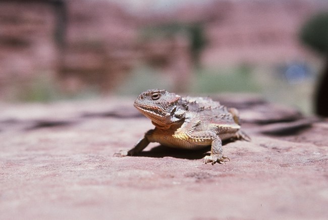 Large lizard with prominent scales and rows of short spikes along its length on reddish sandstone
