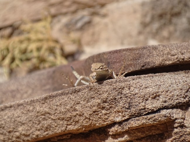 A tan lizard with lighter underside perched at the edge of a flat slab of sandstone