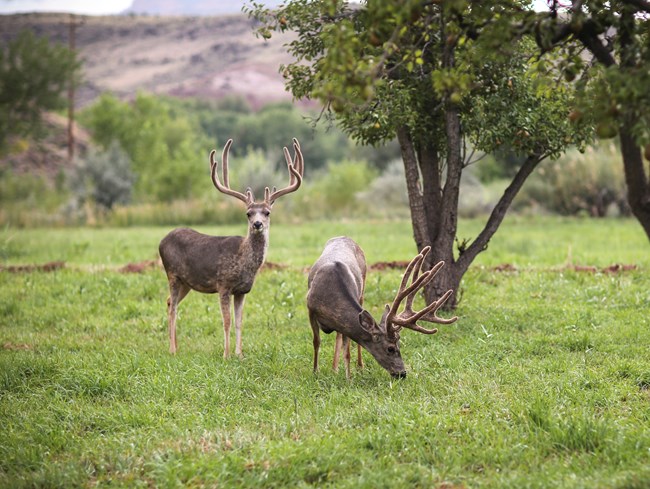 Two male deer browsing in an orchard