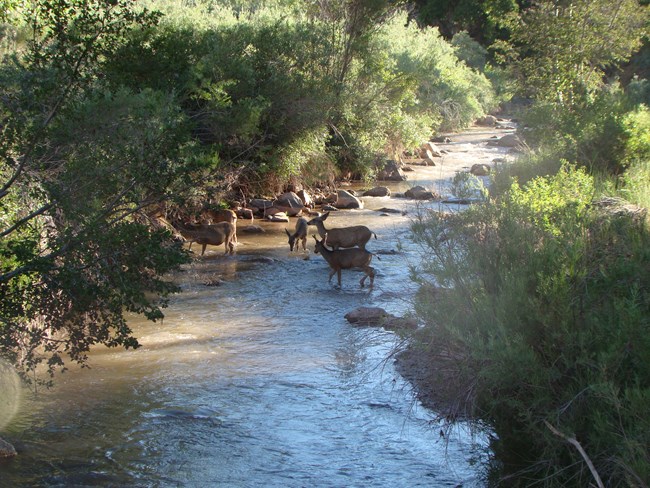 Four deer in the process of walking across a river, with green banks.