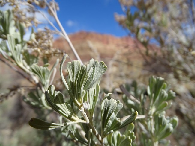 Close up of narrow, silvery green leaves with three little indentations at the top.