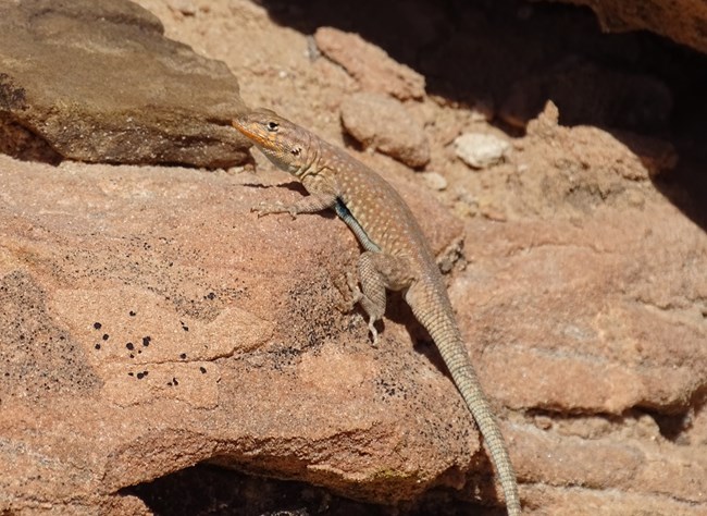 Light brown lizard on similarly colored sandstone with faintly speckled back and blueish black blotch on side near forelimb