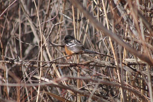 A small bird sits in leafless bushes. It has a black head, black and white wings, and a rusty orange belly.