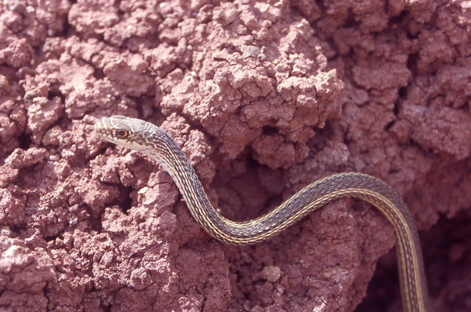 Slender brown snake with white neck and yellowish stripe down side body draped over bumpy red brown mudstone