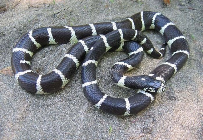 Large black snake with thin cream-colored rings evenly spaced along the length of its body