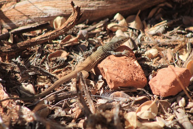 Reddish brown lizard with long slender tail and dark stripes and spots starting from the lizards head and fading towards the end of its torso. The lizard is perched on a red stone among dried leaves and sticks.