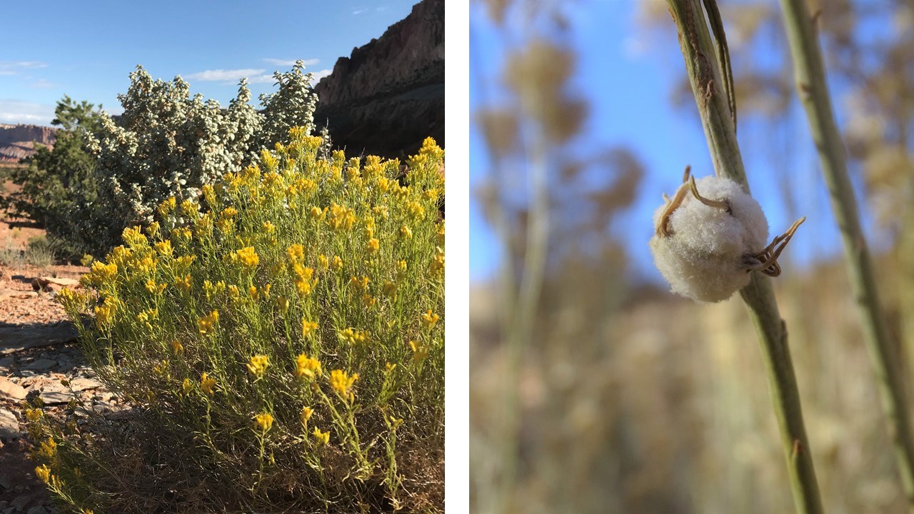 Two pictures. One is a green shrub with yellow flowers. Two is a gray-green stem with a cottony ball around the stalk.