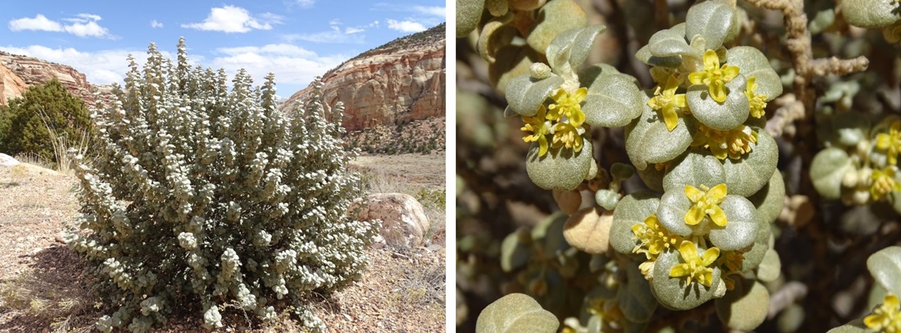 Two photos: 1: Large silvery-green shrub with canyon and blue sky in background. 2: closeup of pale green leaves with small 4-petaled yellow flowers.