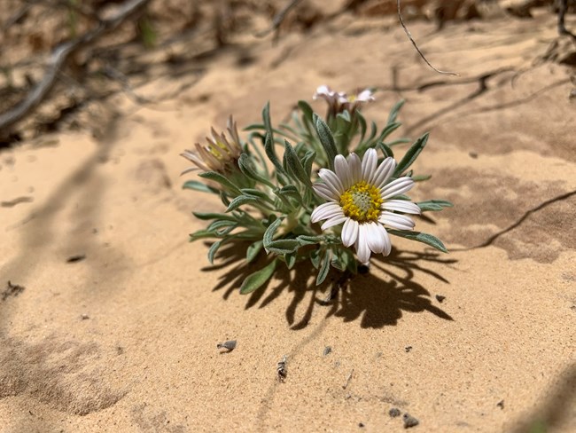 small green plant with white daisy-like flowers
