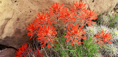 Indian Paintbrush