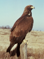 Golden Eagle