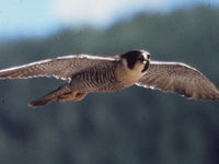 Peregrine Falcon