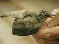 Rock Wren