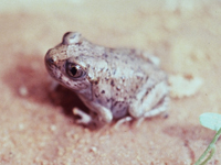 Western Spadefoot Toad