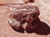 Woodhouse's Toad