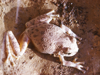 Canyon Treefrog