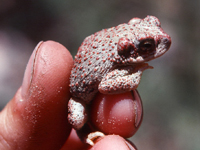 Red spotted Toad