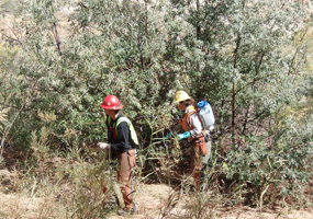 EPMT and Russian olive