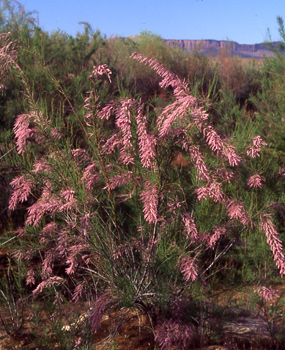 Tamarisk in Bloom