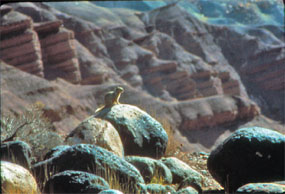 A rock squirrel sits atop a black boulder. One of many scattered throughout Capitol Reef.