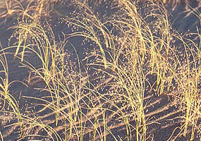 Indian Ricegrass
