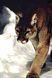 Mountain lion walking along a snowy path