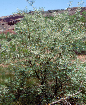 Russian Olive