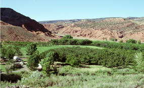 Fruita Campground, located 1 1/2 miles south of the visitor center