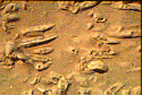 Dinosaur tracks visible in the sediment of the Grand Wash