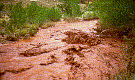 Fremont River during flood stage