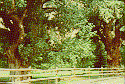 Mail Tree