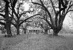 The main house of Oakland seen through the trees