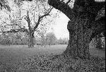 Pecan and Live Oak trees