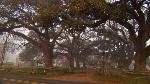 Oak trees and Oakland Plantation