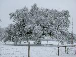Live Oak near Slave/Tenant Cabin