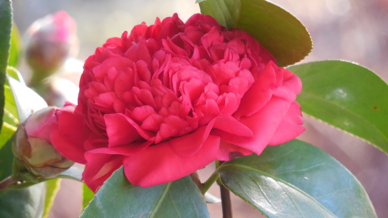 A red camellia flower