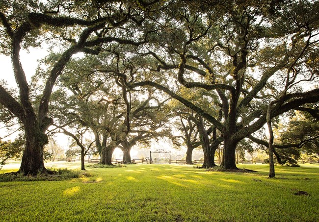 Two rows of live oak trees form a oak allee lining the entrance lane from Cane River to Oakland's Main House