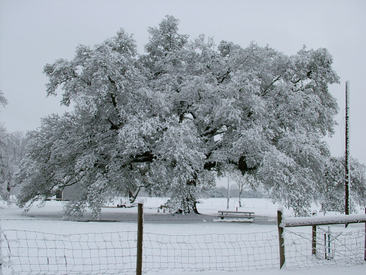 Live-Oak-Near-Oak-Slave-Tenant-Cabin
