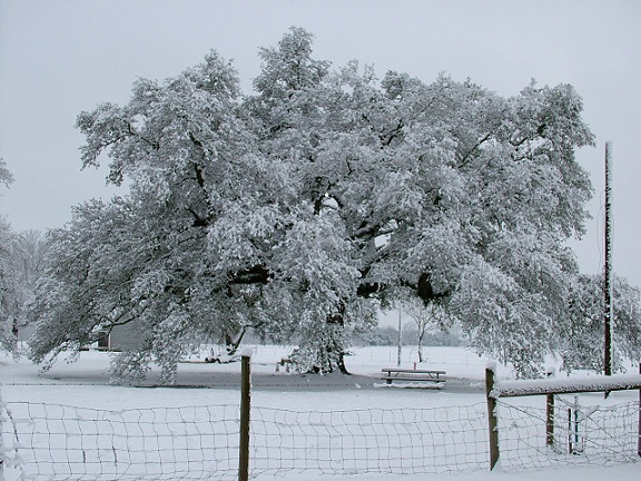 Live Oak Near Oak Slave Tenant Cabin