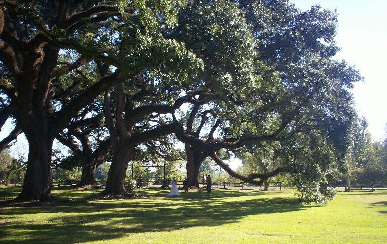 Wedding pictures under the live oaks