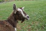 Goat_Brielle_barn_4-12-2011_NPS
