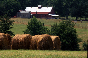 view of barn in summer from side pasture