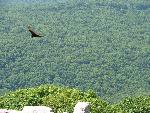 Turkey Vulture at Chimney Rock